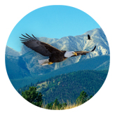 DAROUND 130 Soaring Eagle Im Free